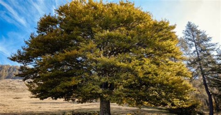 What does an elm tree look like?