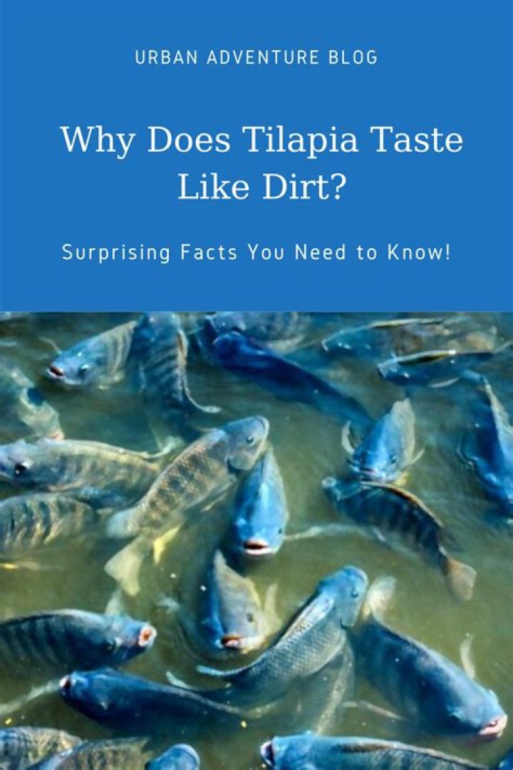 What does bad tilapia taste like?