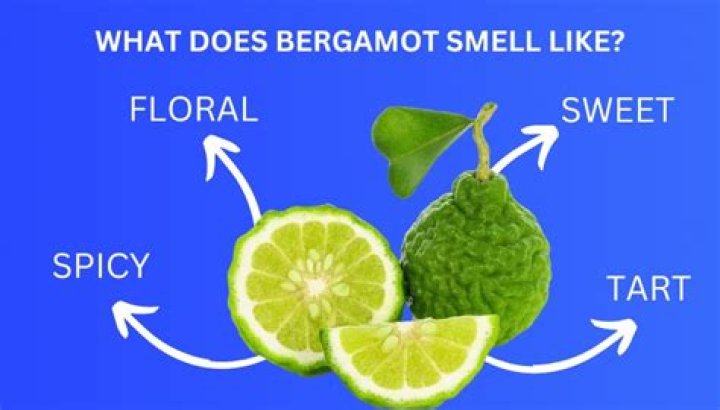 What does bergamot smell like?