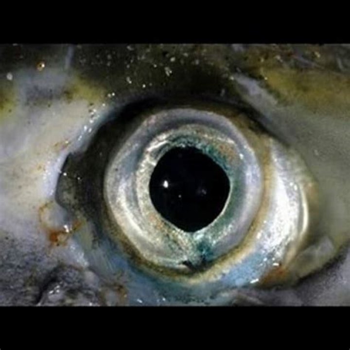 What does blue fish taste like?