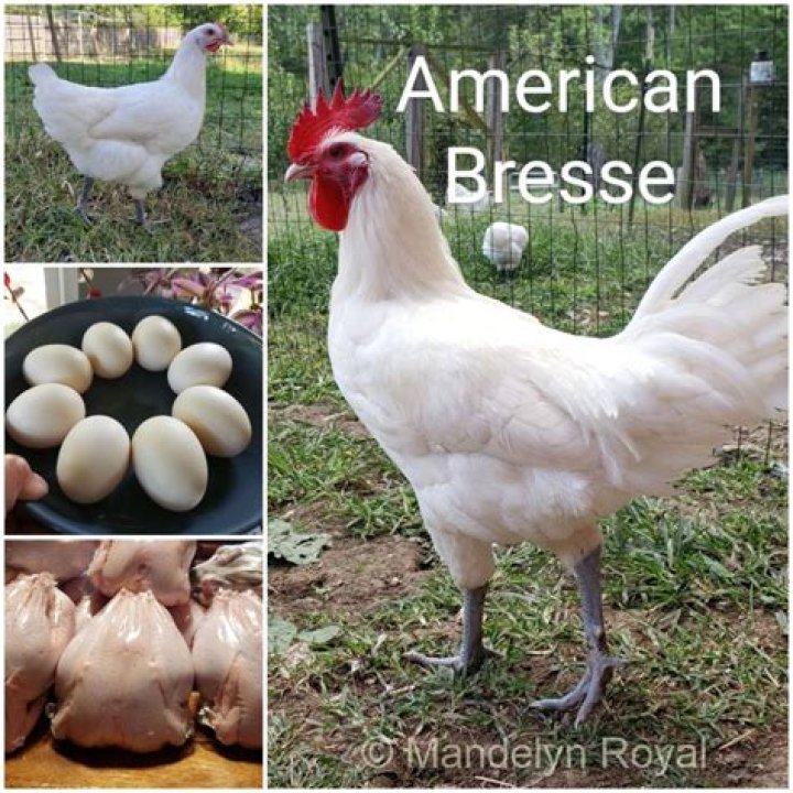 What does Bresse chicken taste like?