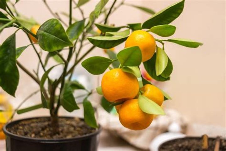 What does calamondin taste like?