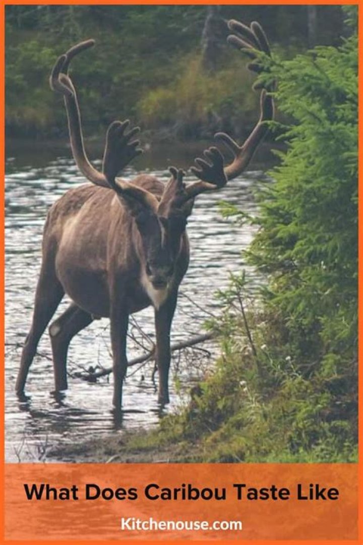 What does caribou taste like?
