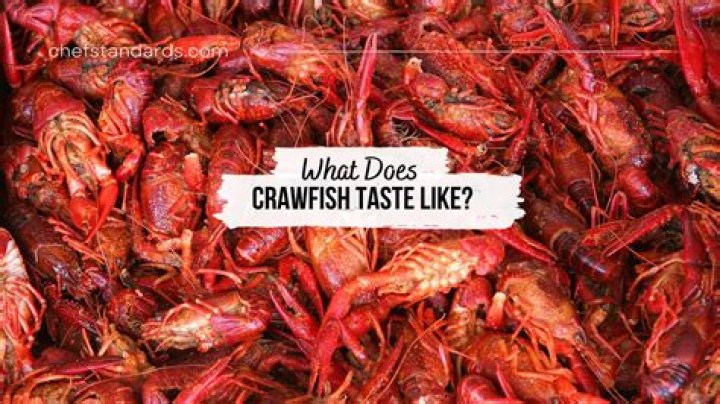 What does crawfish taste like?