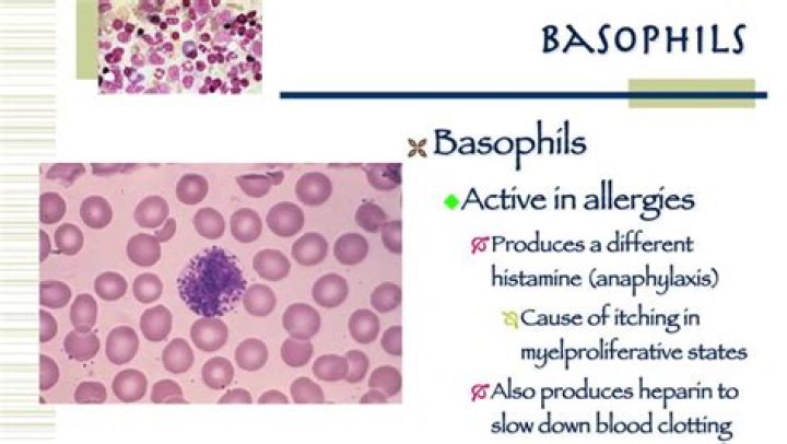 What does high eosinophils and basophils mean?