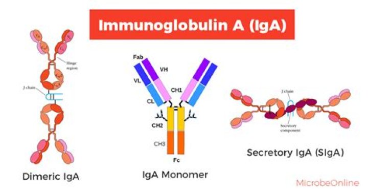 What does IGA stand for?