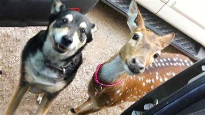 What does it mean when a dog brings her puppies?