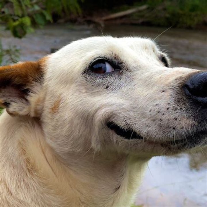 What does it mean when a dog side eyes you?