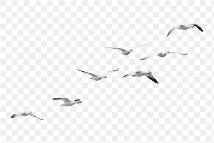 What does it mean when lots of seagulls circle?