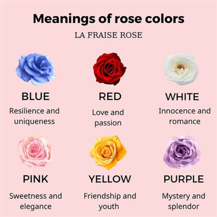 What does it mean when someone gives you a single red rose?