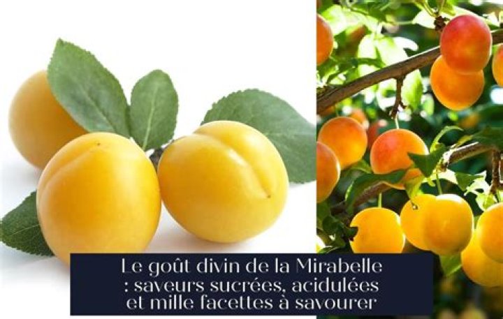 What does Mirabelle taste like?
