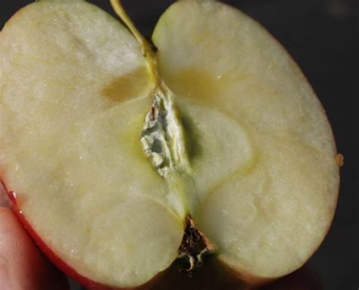 What does mold inside an apple look like?