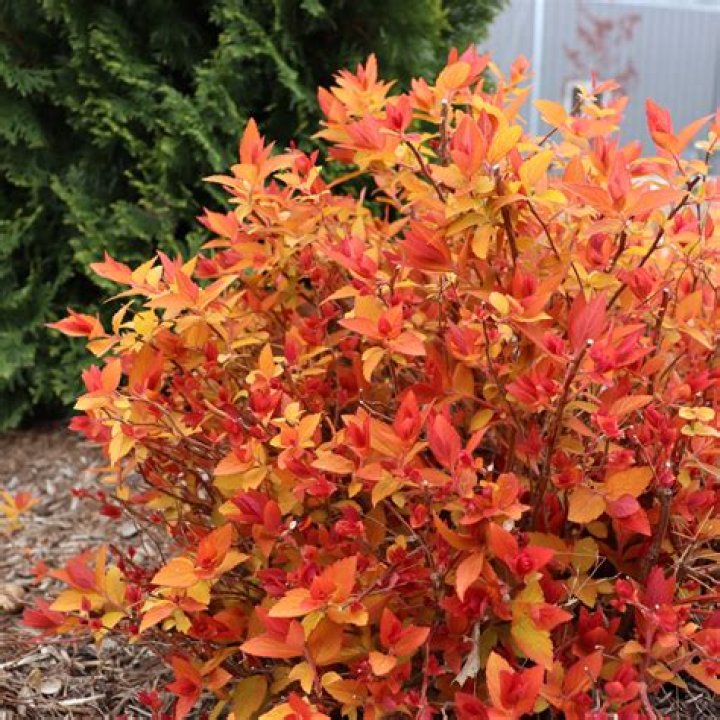 What does Nandina look like in winter?