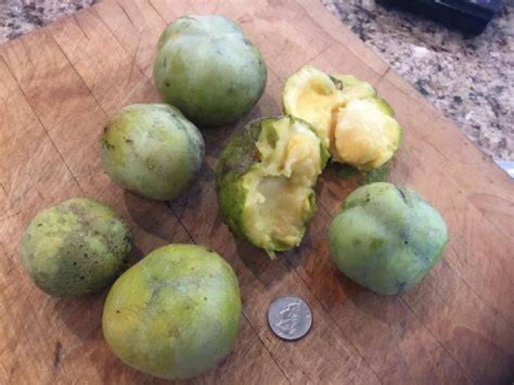 What does sapote mean?