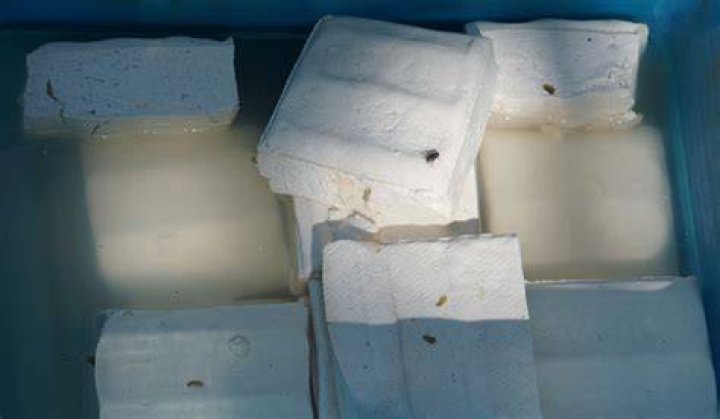 What does spoiled tofu look like?
