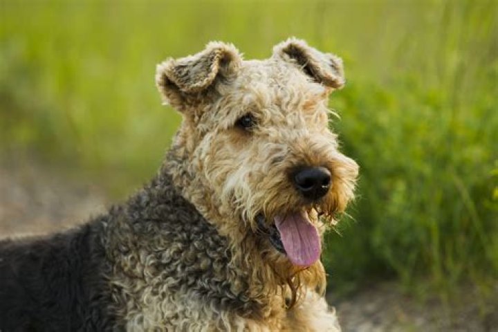What dog has a square face?