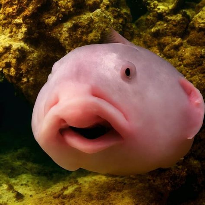 What fish does Rubios use?