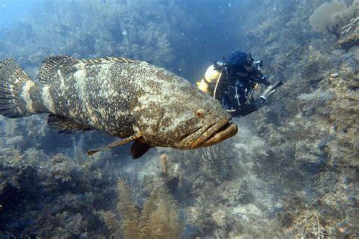 What fish is most similar to grouper?