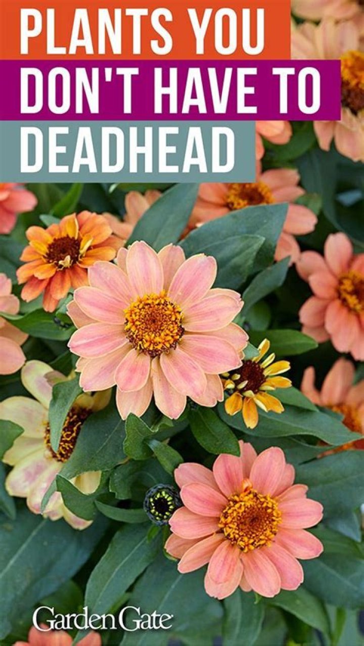 What flowers should not be deadheaded?