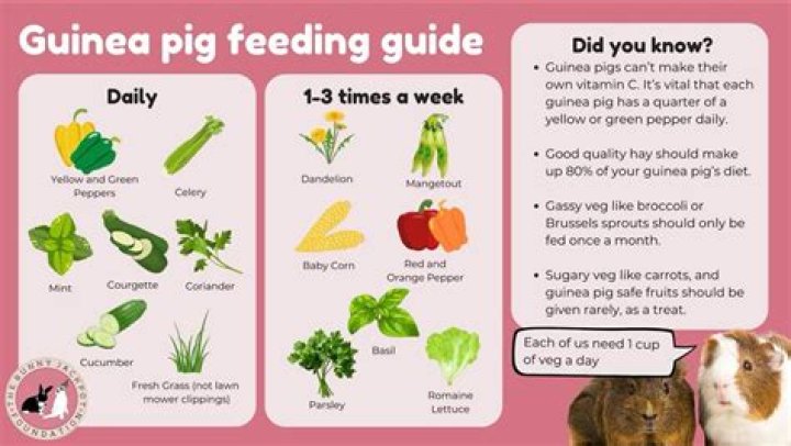 What food can kill guinea pigs?