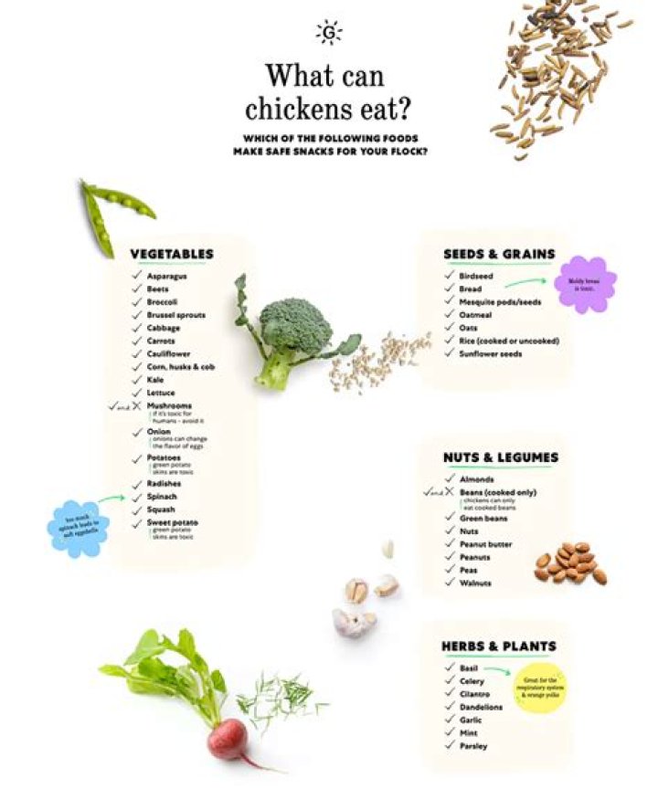 What food scraps can Chickens not eat?