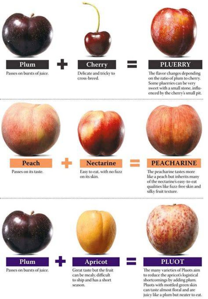 What fruits are crossed to produce nectarines?