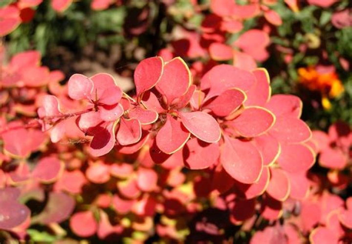 What goes well with orange rocket barberry?