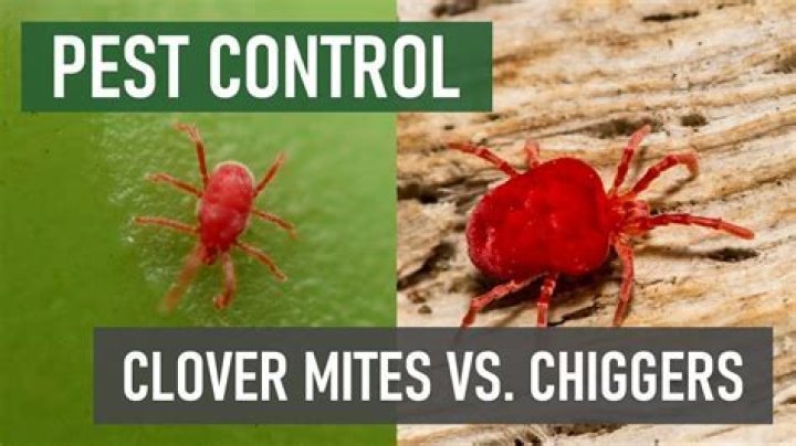 What happens if a clover mite bites you?
