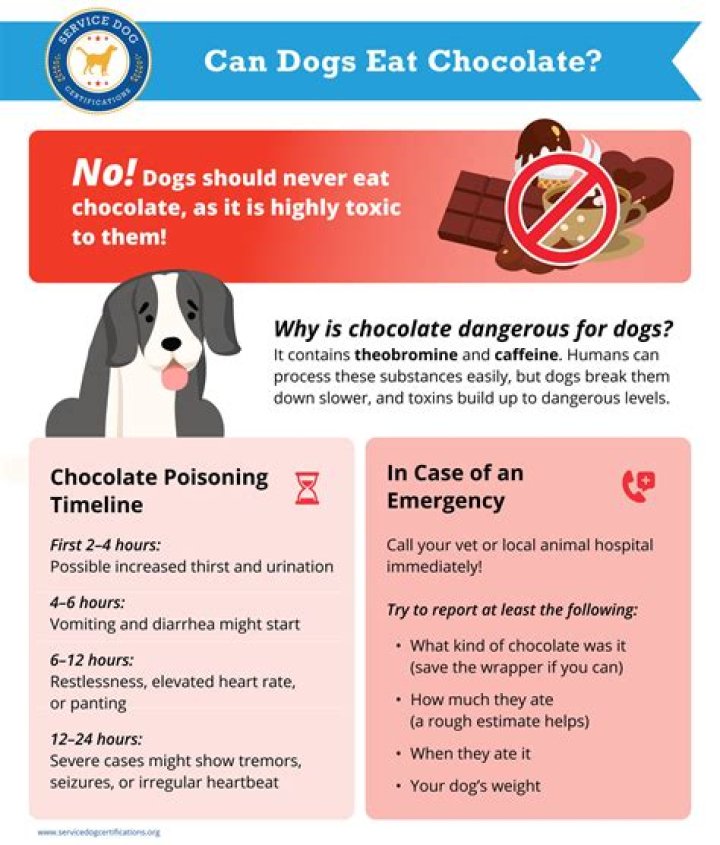 What happens if a dog eats castor oil?