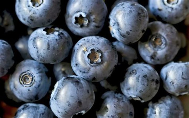 What happens if I eat a moldy blueberry?