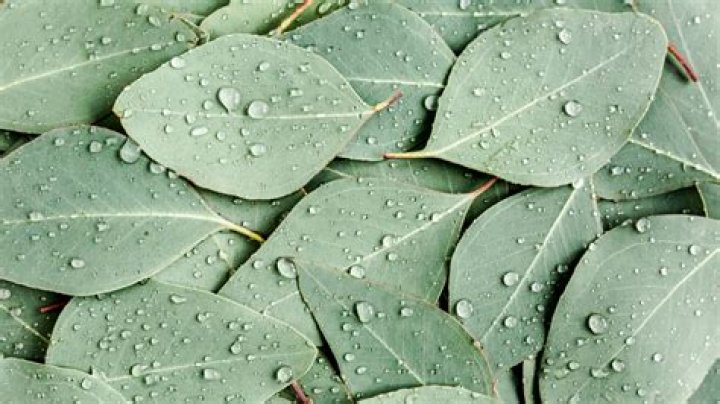 What happens if you eat a eucalyptus leaf?