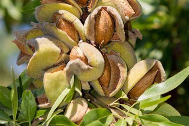 What happens if you eat raw almonds?