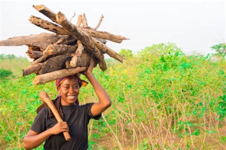What happens if you eat too much cassava?
