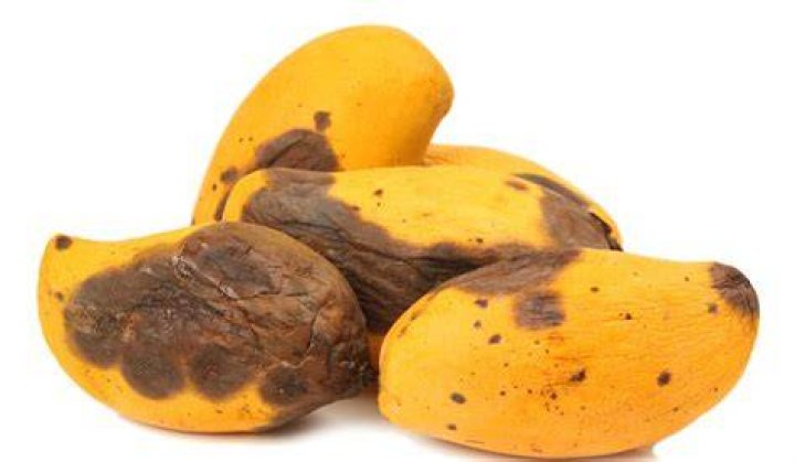 What happens when you eat rotten mango?
