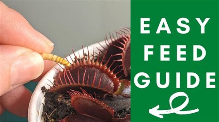 What human food can you feed a Venus fly trap?