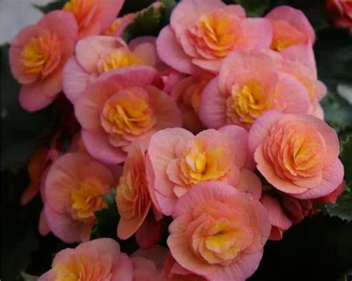 What if a dog eats a begonias?