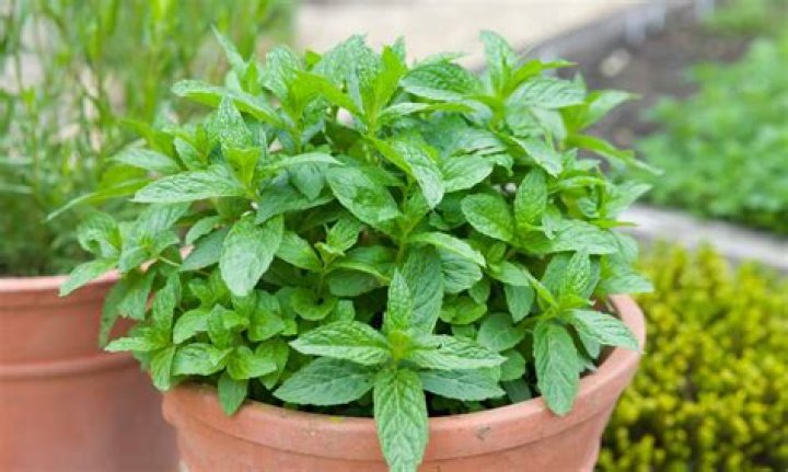 What if you don’t have fresh herbs?