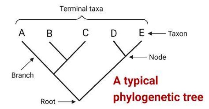 What information does a phylogenetic tree show?
