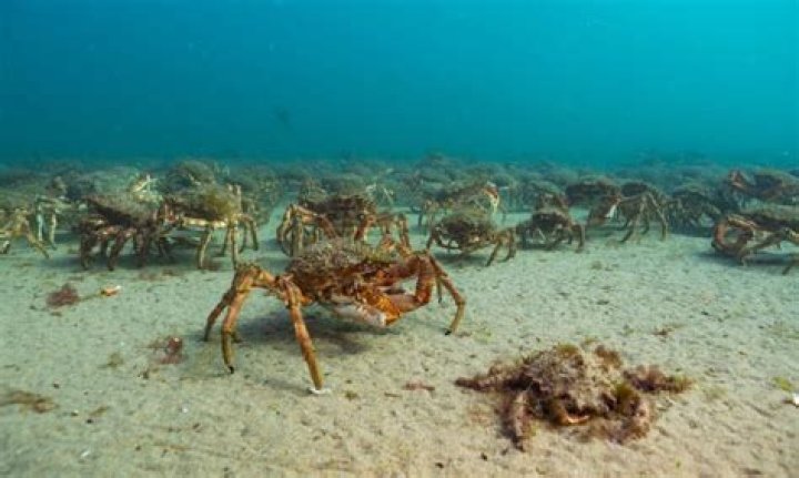 What is a group of crabs called?