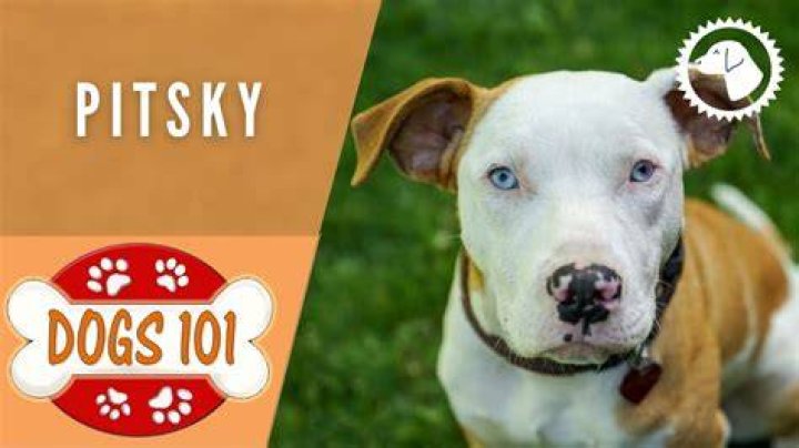 What is a Pinsky dog?