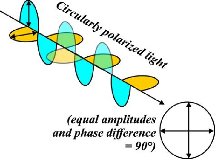 What is a polarized in biology?