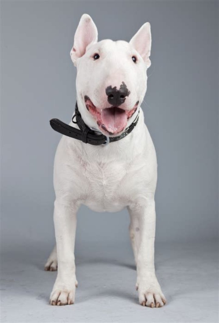 What is a Target dog?