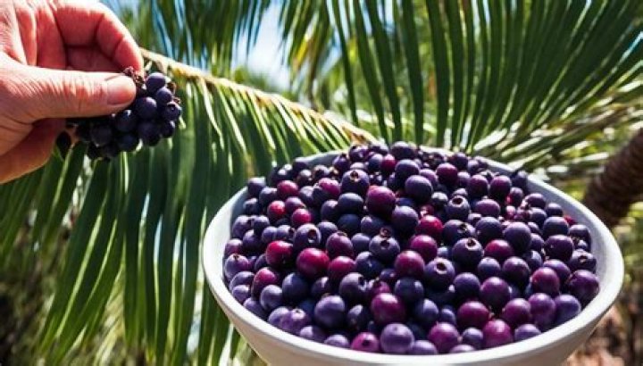What is acai made out of?