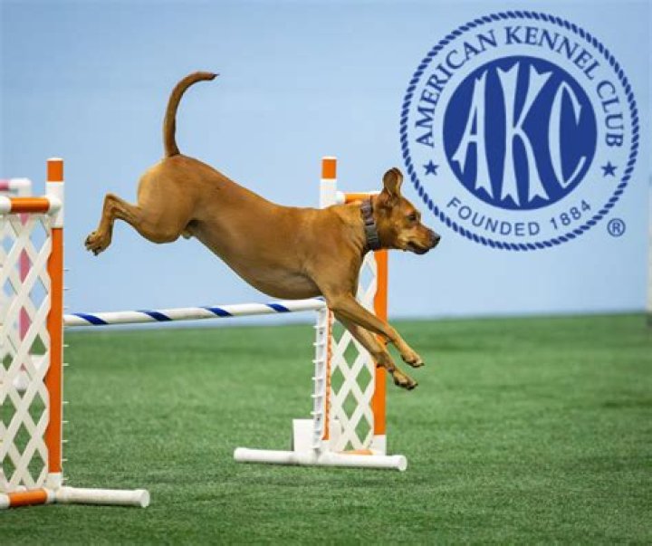What is an All-American Dog?