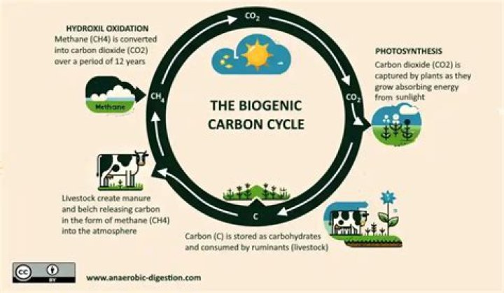 What is biogenic intervention?