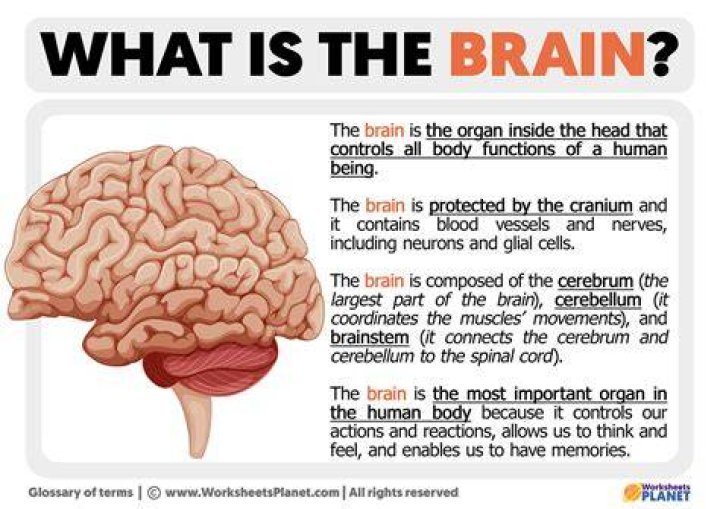 What is brain called in culinary terms?