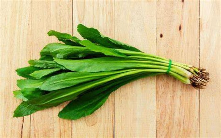 What is Culantro used for?