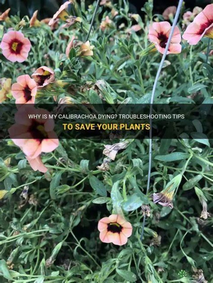 What is eating my Calibrachoa flowers?