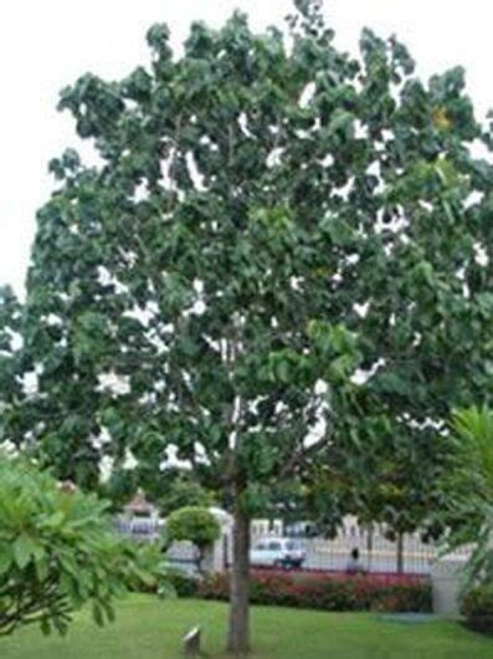 What is Jamaica’s national tree?