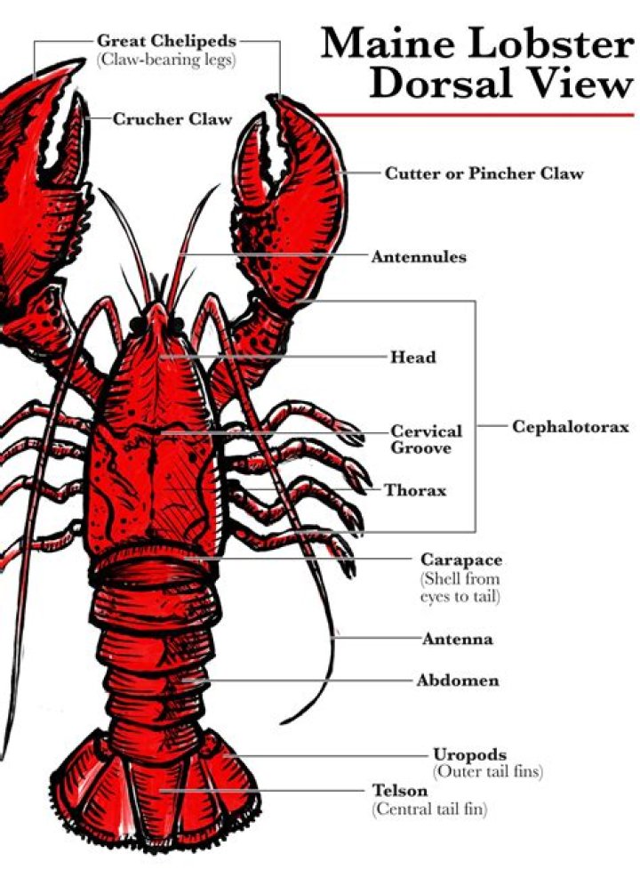 What is lobster lovers dream?